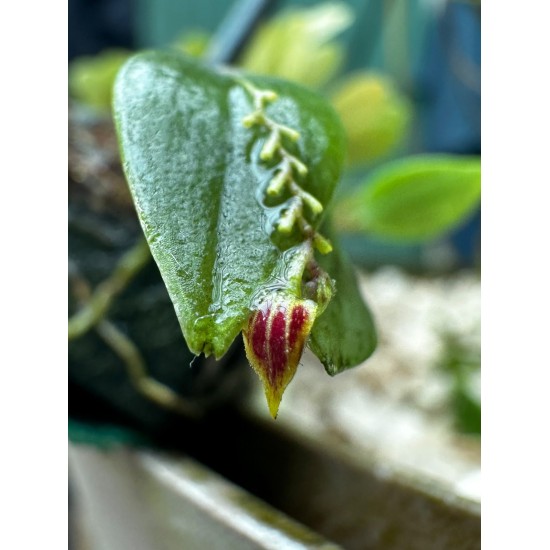 THE HIDDEN WORLD OF ORCHIDS