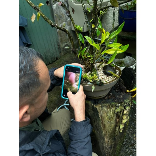 EL MUNDO OCULTO DE LAS ORQUÍDEAS