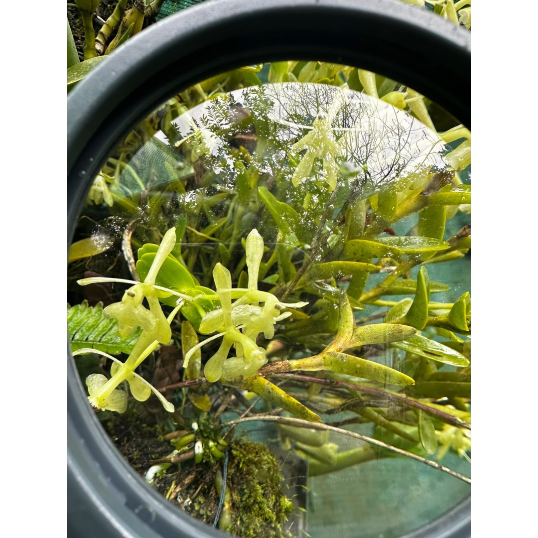 THE HIDDEN WORLD OF ORCHIDS