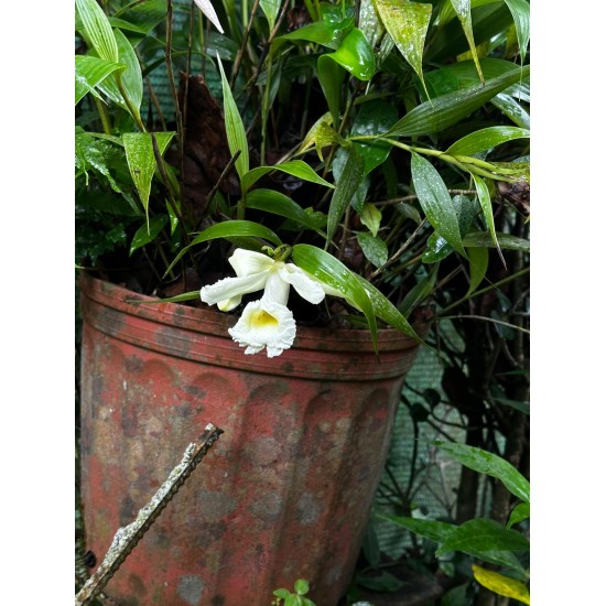 EL MUNDO OCULTO DE LAS ORQUÍDEAS