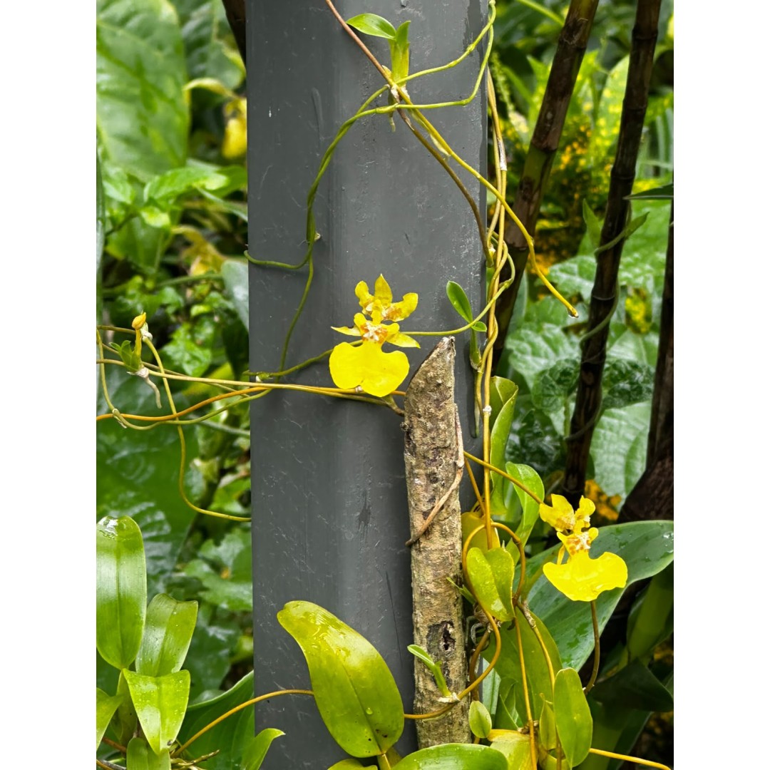 THE HIDDEN WORLD OF ORCHIDS
