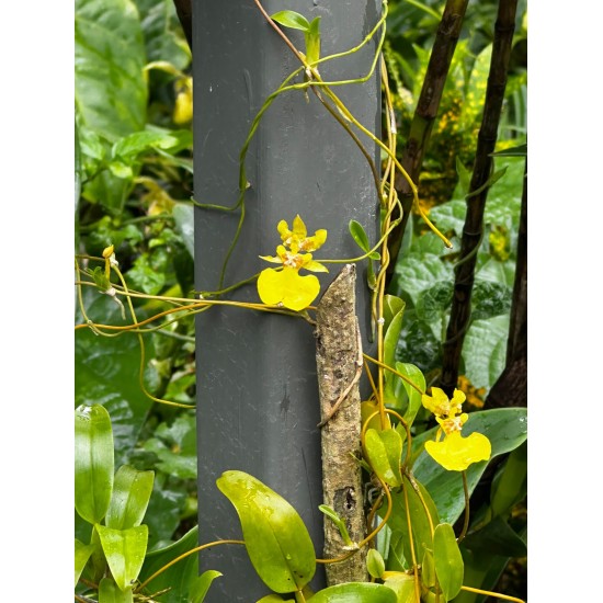 THE HIDDEN WORLD OF ORCHIDS