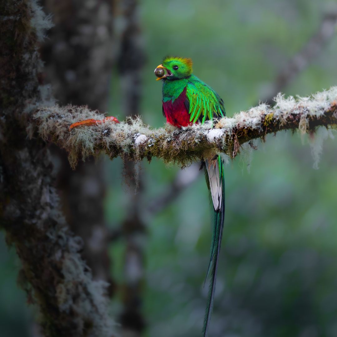 Tour de Bienestar en la Naturaleza