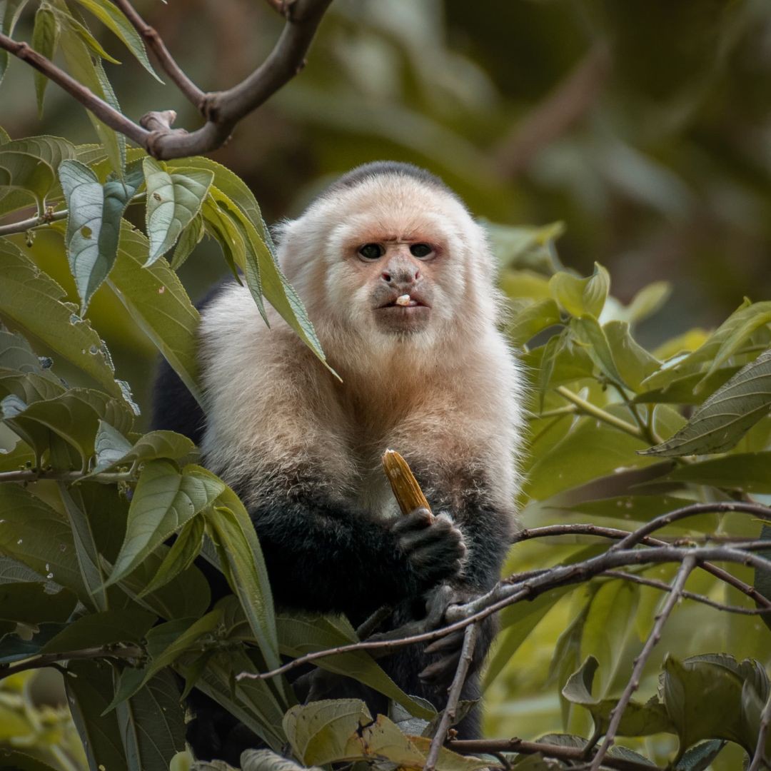 Nature Walk in Search of Endemic Species