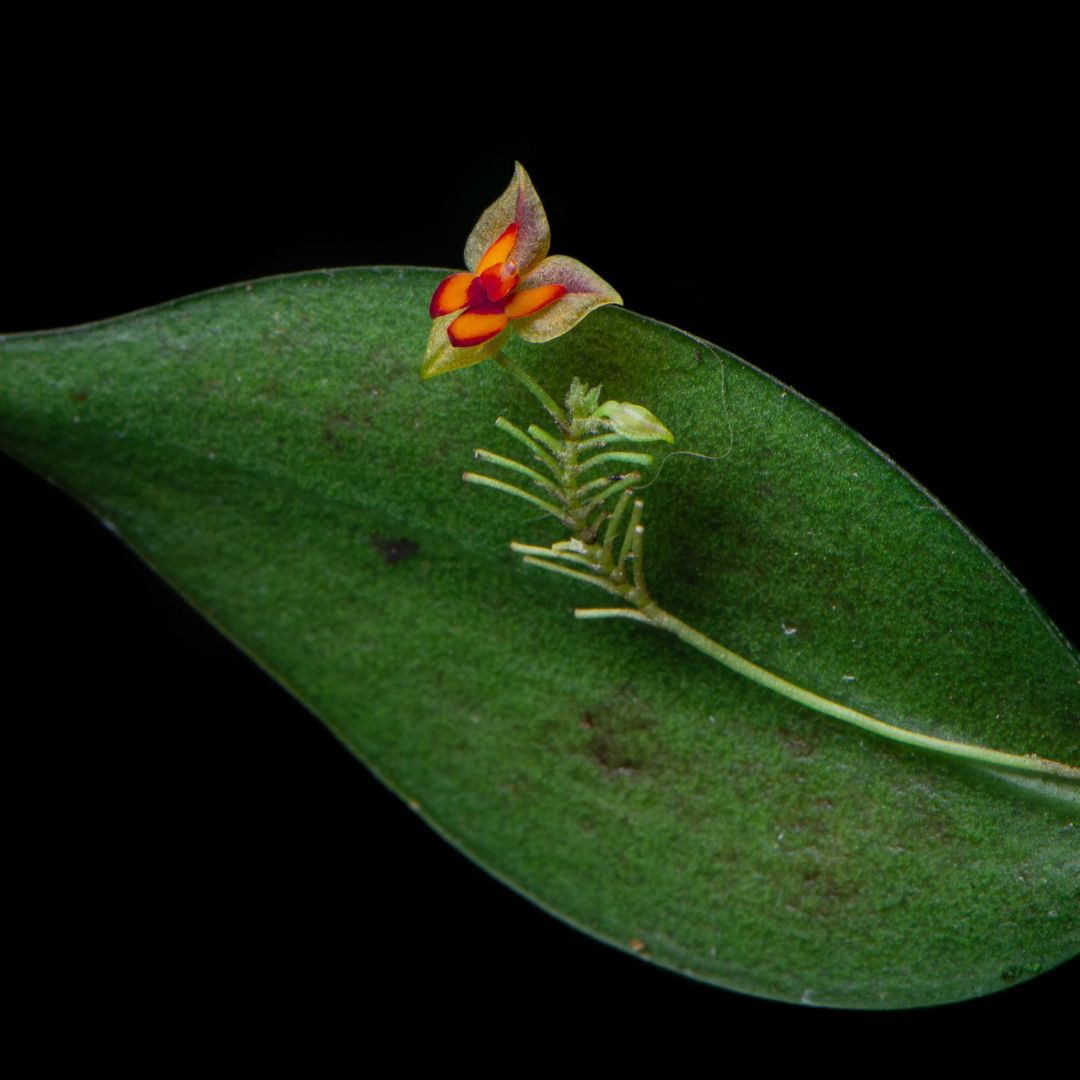 Nature Walk in Search of Endemic Species