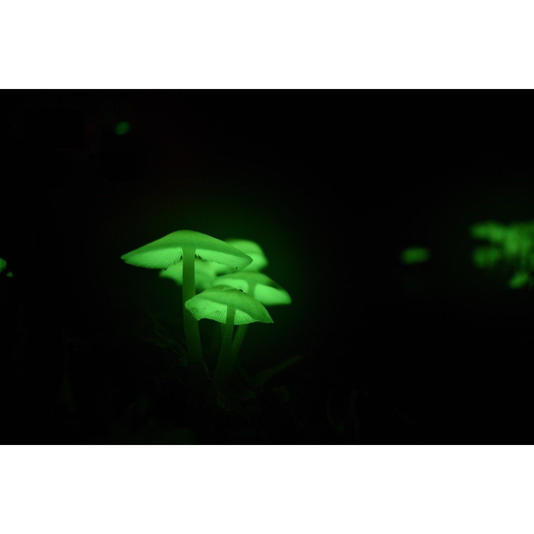 Night Guided Tour with Night Vision goggles(Little Groups 8 Max)