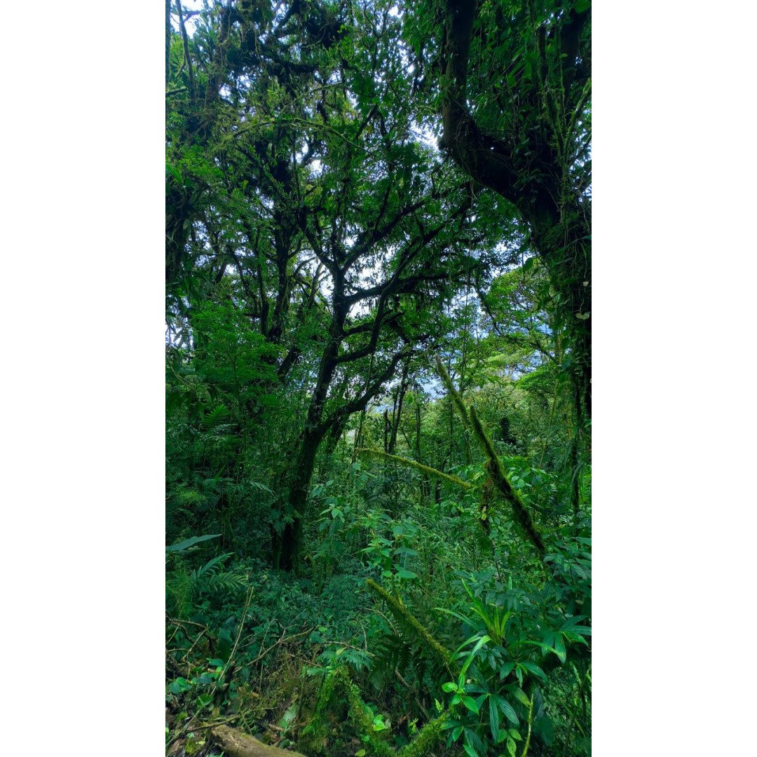 En búsqueda de especies únicas de Monteverde