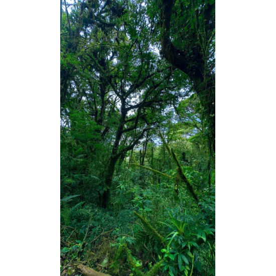 En búsqueda de especies únicas de Monteverde