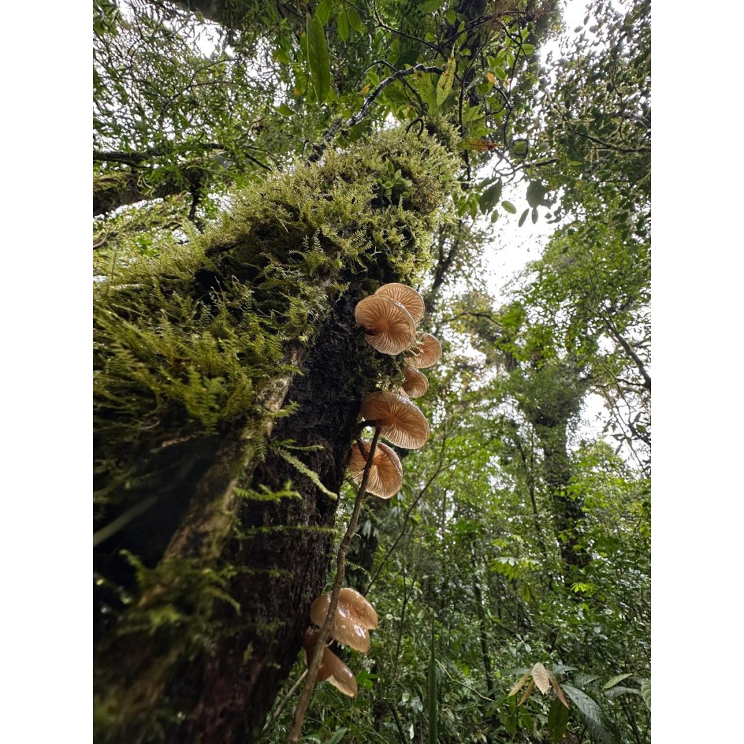 Vievencia Monteverde en Busca de Especies Endémicas