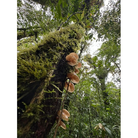 Vievencia Monteverde en Busca de Especies Endémicas