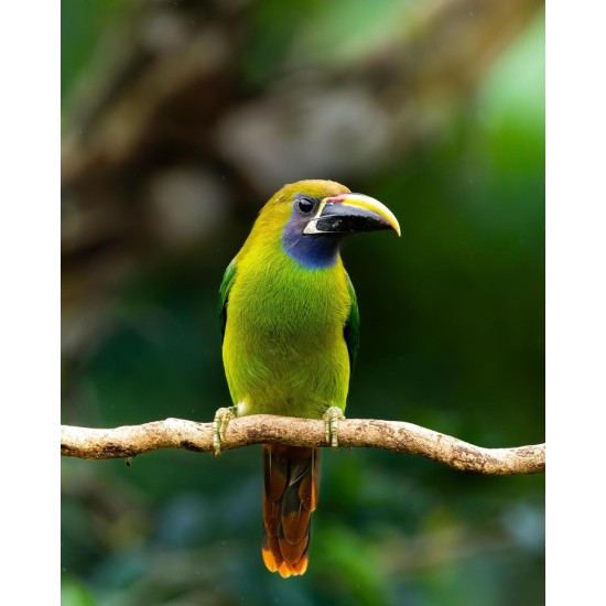 En búsqueda de especies únicas de Monteverde