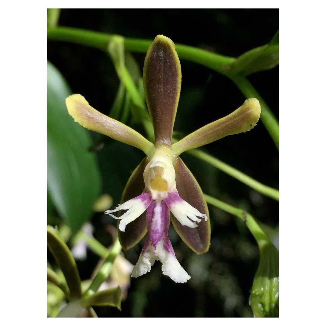 In Search of Monteverde’s Unique Species