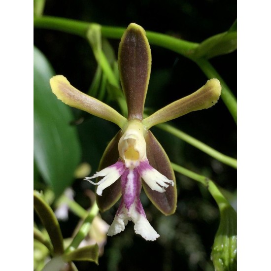 In Search of Monteverde’s Unique Species