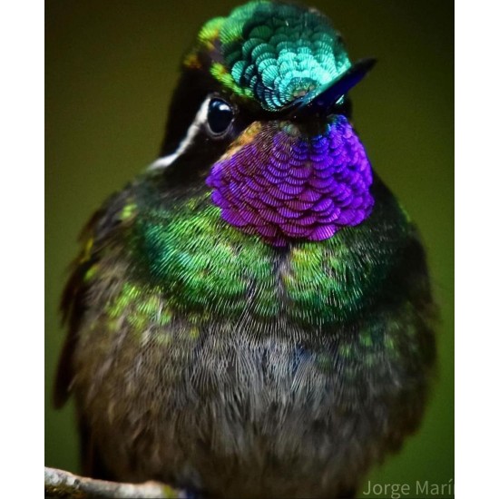 In Search of Monteverde’s Unique Species