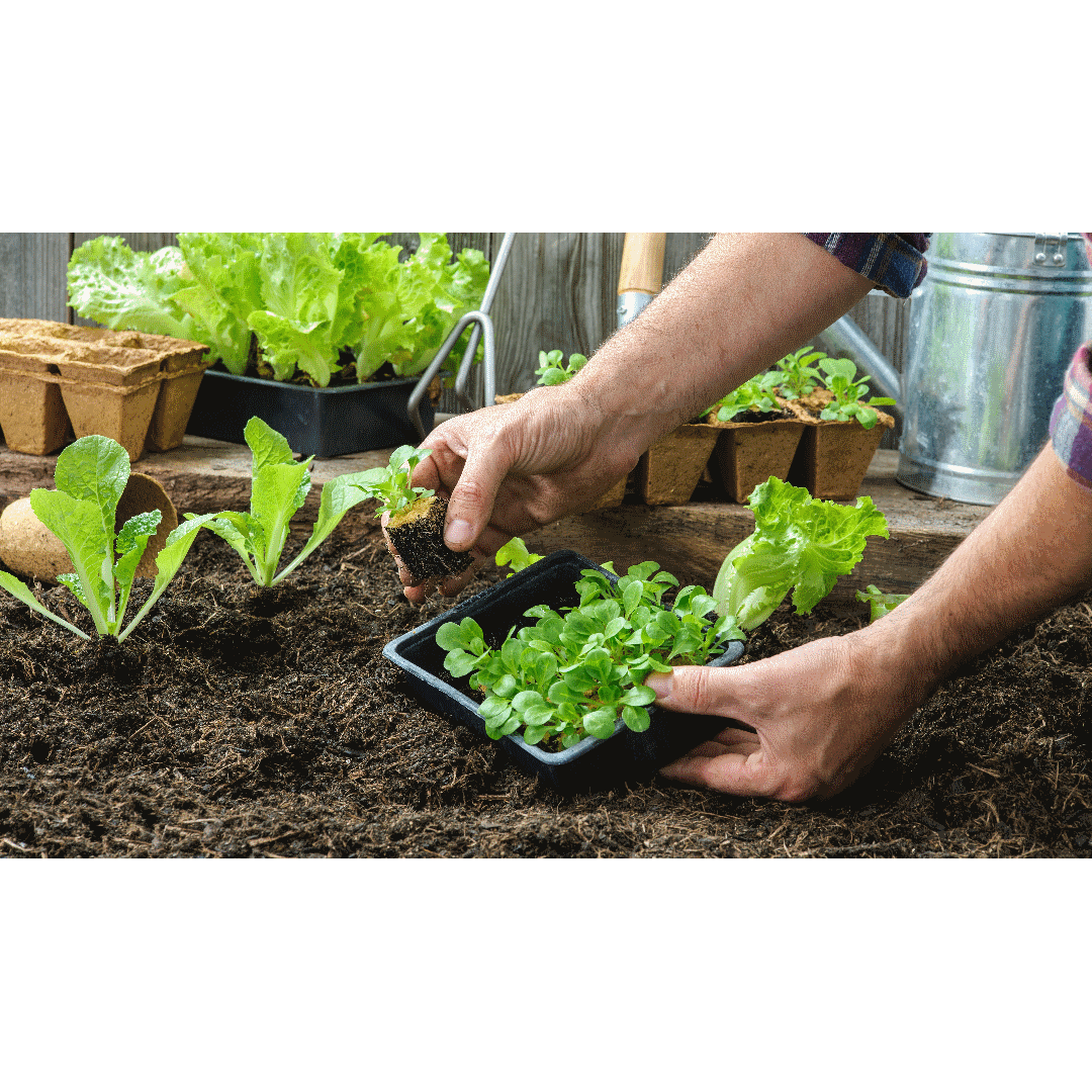 Vivencia Gastronómica y Etnobotánica