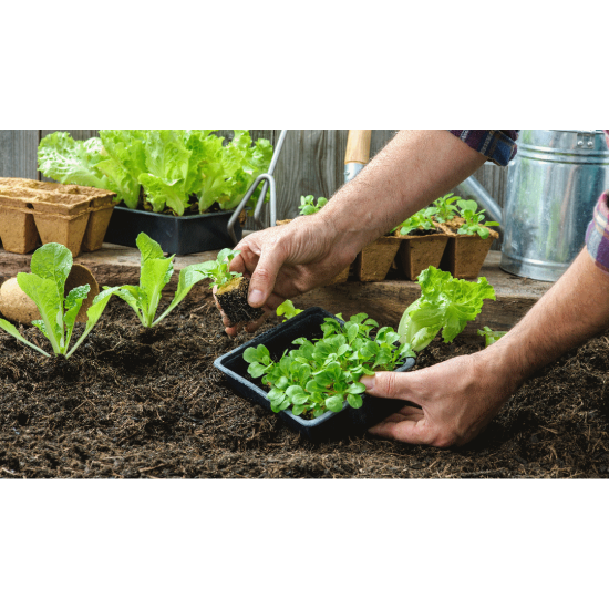 Sabores del Bosque: Vivencia Gastronómica y Etnobotánica