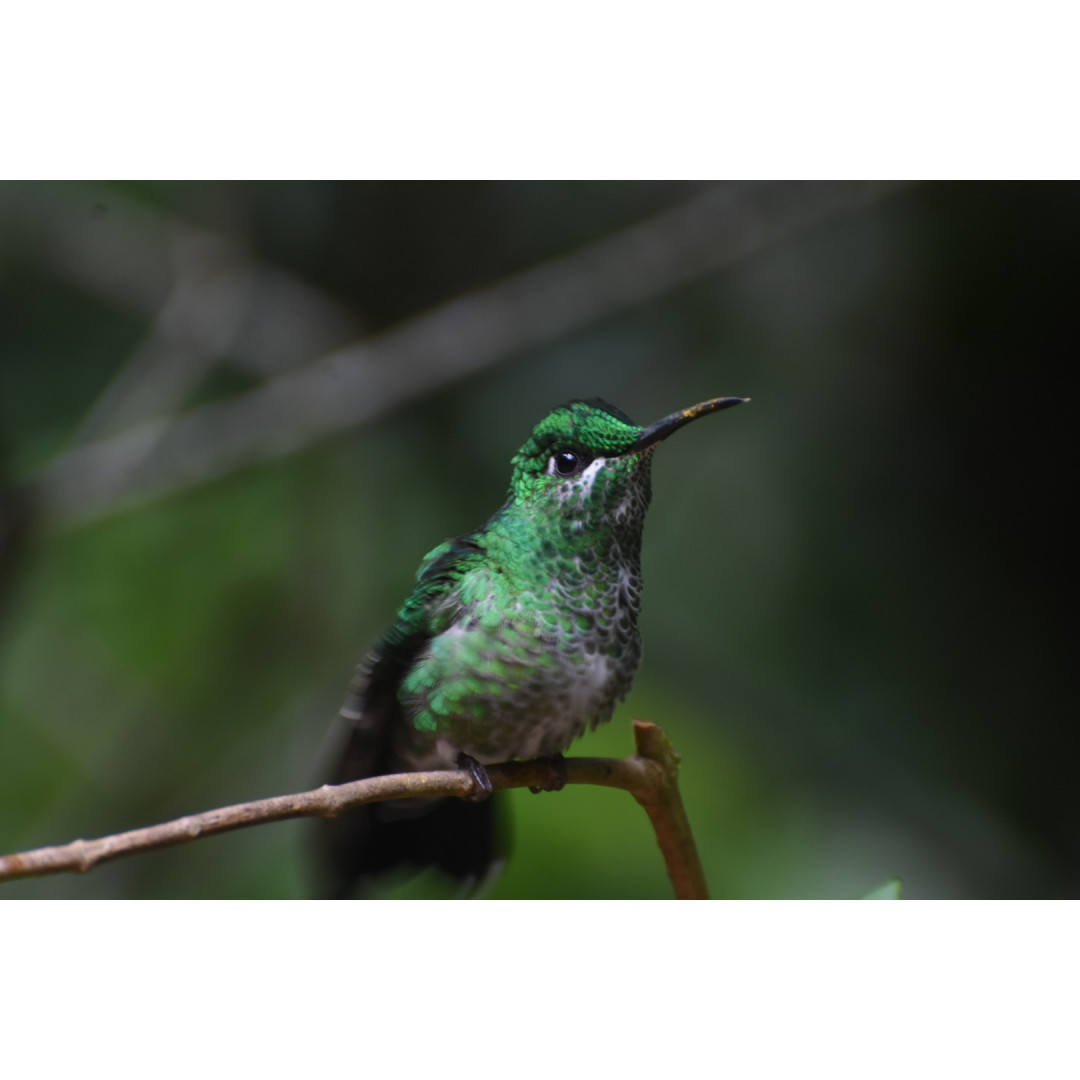 Half-Day Specialized Birdwatching Walk