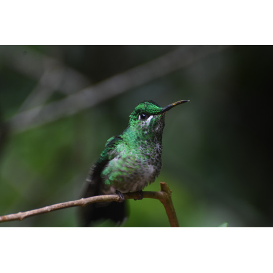 Half-Day Specialized Birdwatching Walk