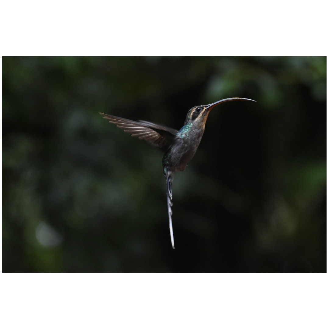 Half-Day Specialized Birdwatching Walk