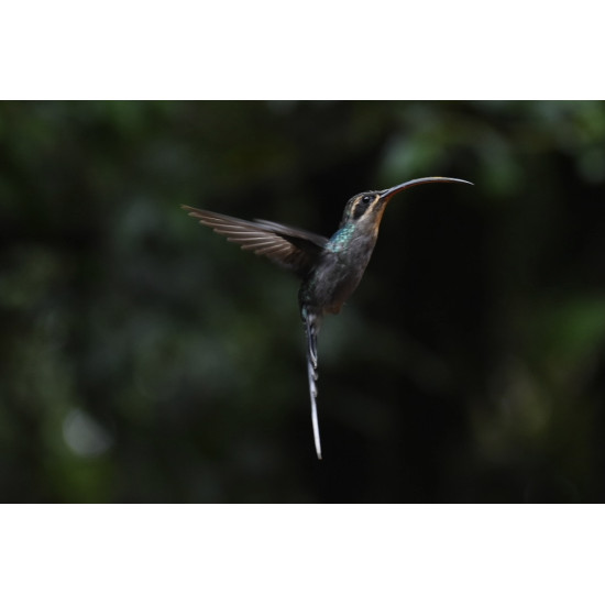 Half-Day Specialized Birdwatching Walk