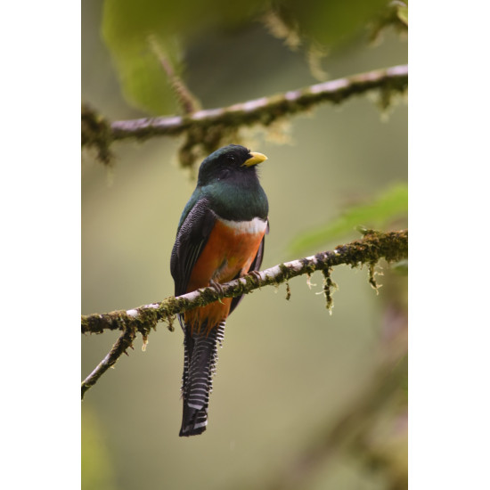 Half-Day Specialized Birdwatching Walk