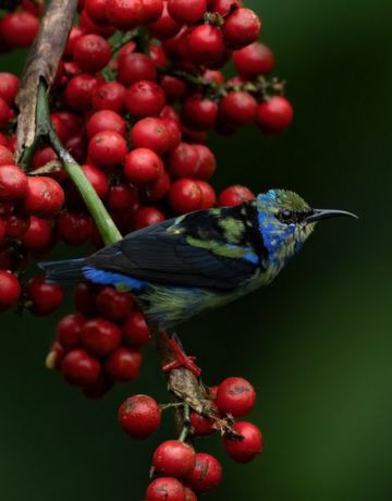 Tu Día Completo en Monteverde